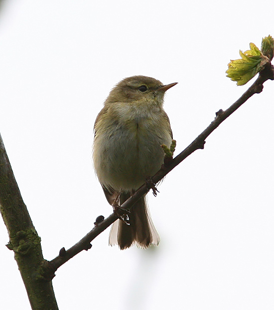 Iberian Chiffchaff