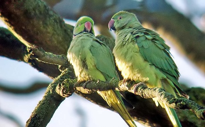 Ring-necked Parakeet