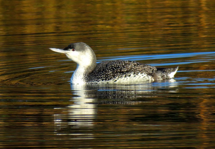 Red-throated Diver