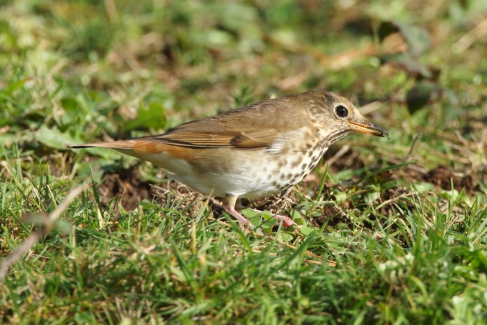 Hermit Thrush