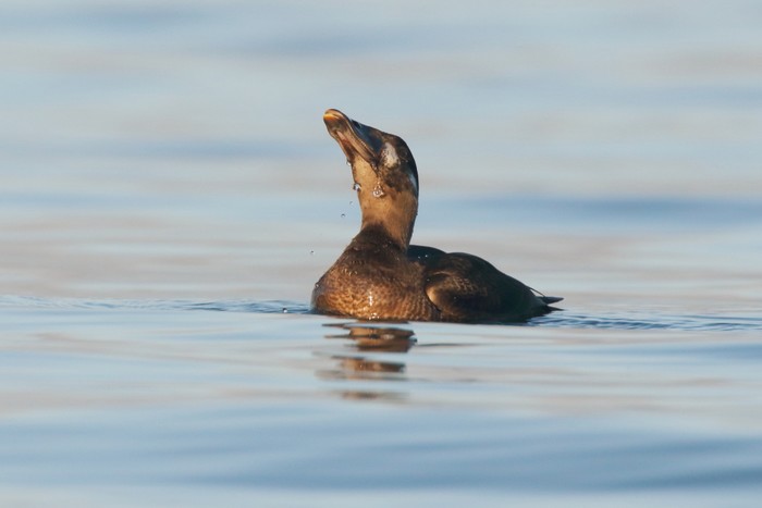 Surf Scoter