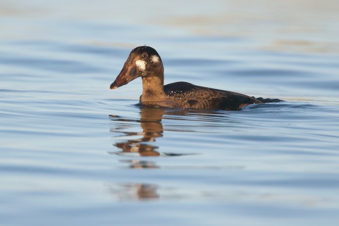 Surf Scoter