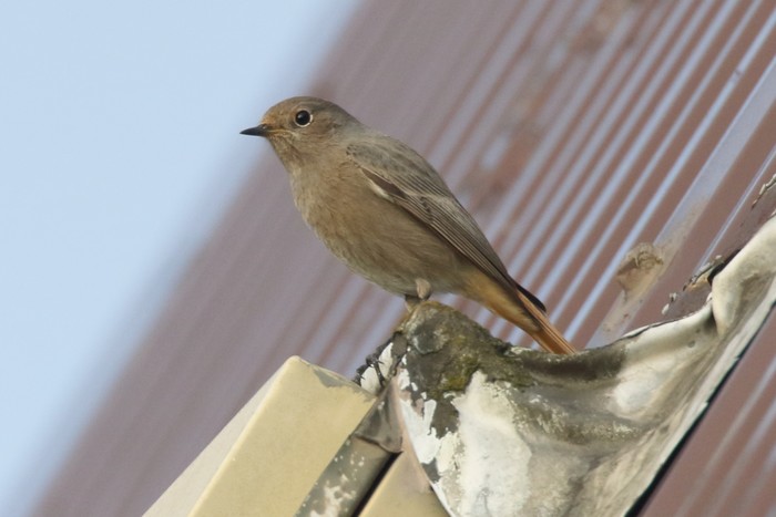 Black Redstart