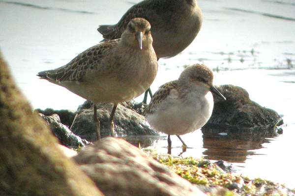 Semipalmated Sandpiper