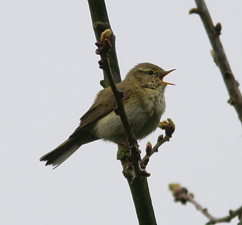 Iberian Chiffchaff