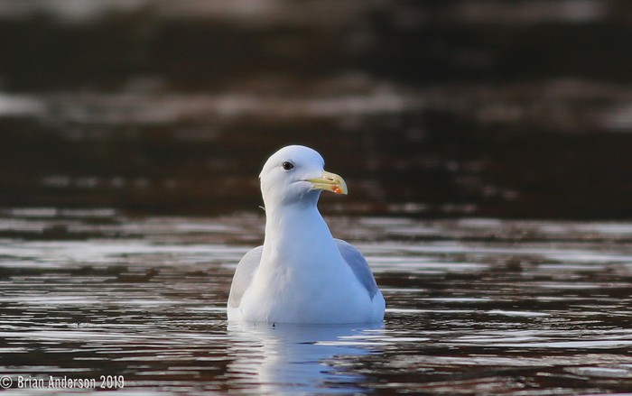 Caspian Gull