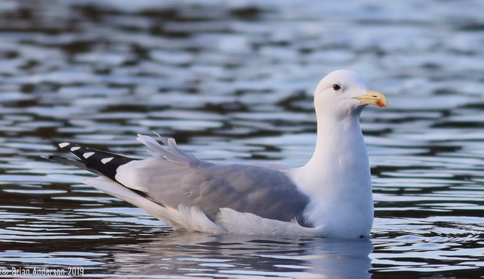 Caspian Gull