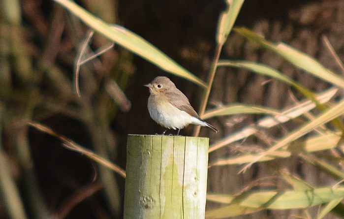 Red-breasted Flycatcher