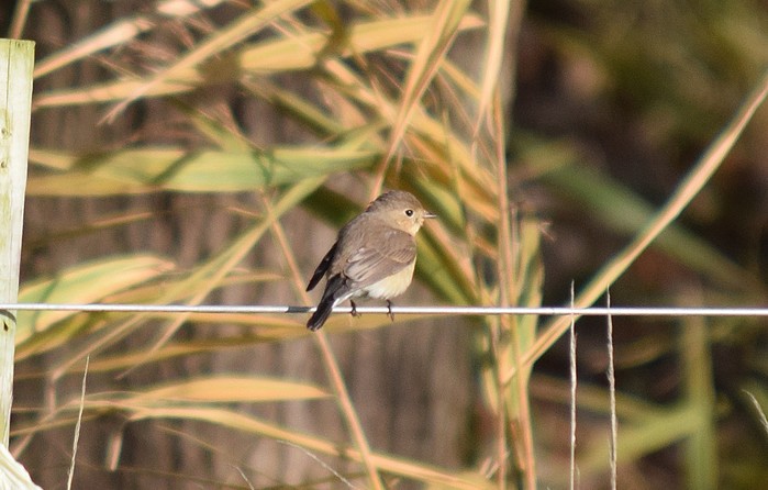 Red-breasted Flycatcher
