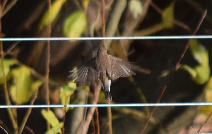Red-breasted Flycatcher