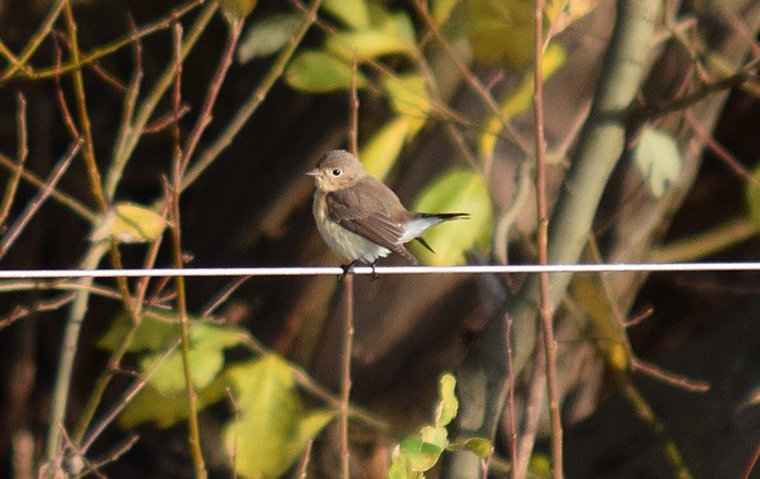 Red-breasted Flycatcher