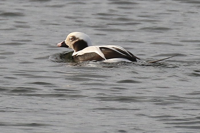 Long-tailed Duck