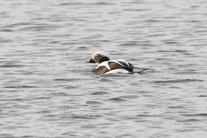 Long-tailed Duck