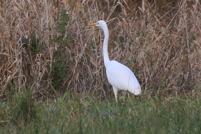 Great White Egret