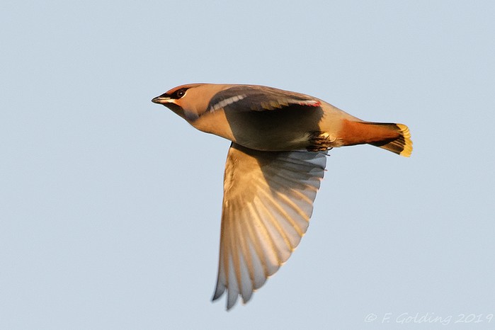Waxwing