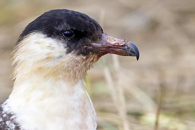 Pomarine Skua
