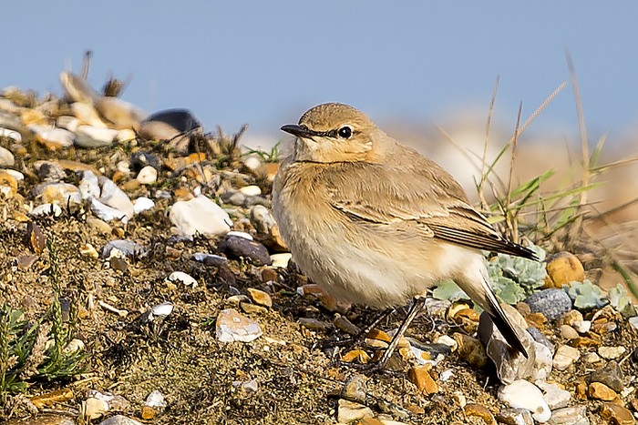 Isabelline Wheatear
