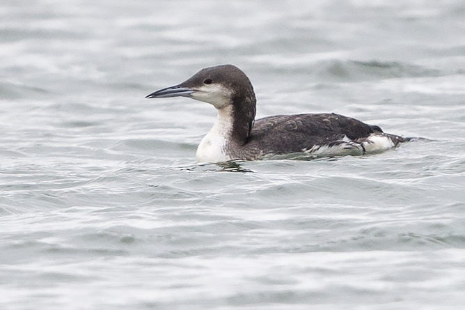 Black-throated Diver