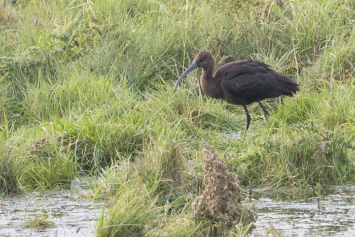 Glossy Ibis