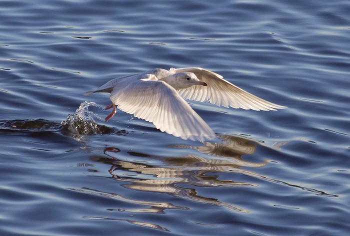 Iceland Gull