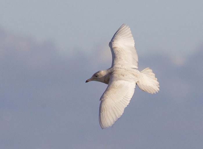 Iceland Gull