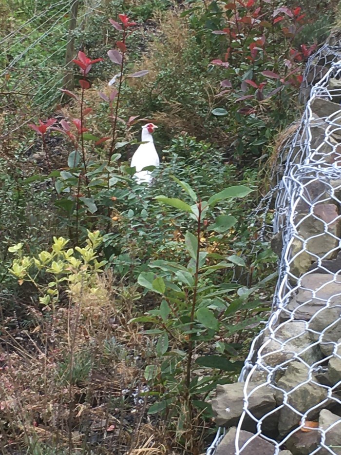 Pheasant