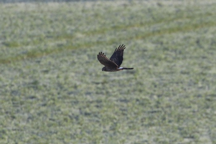 Hen Harrier