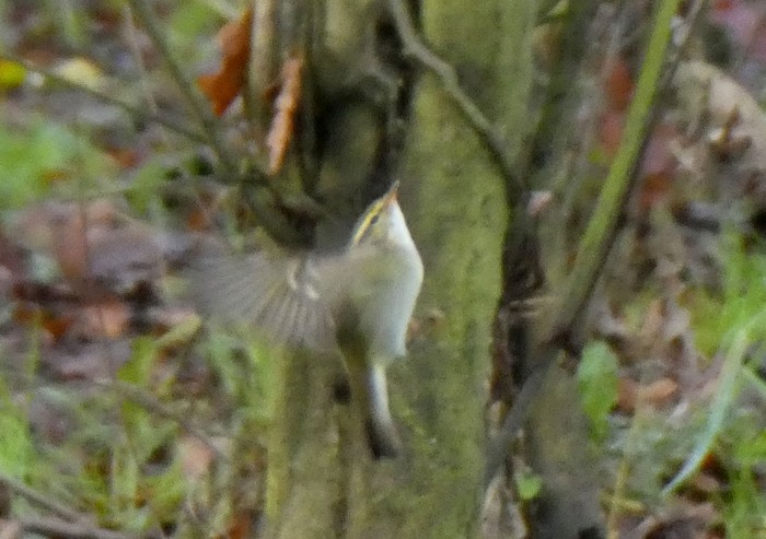 Yellow-browed Warbler