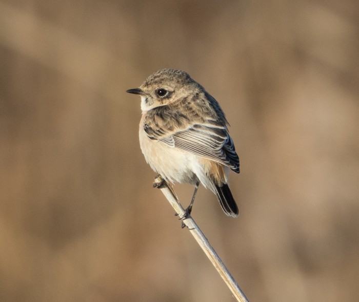 Siberian Stonechat