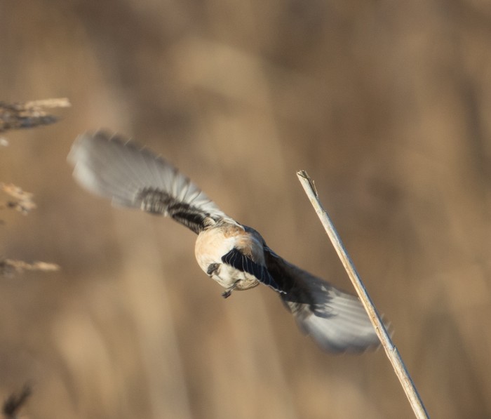Siberian Stonechat