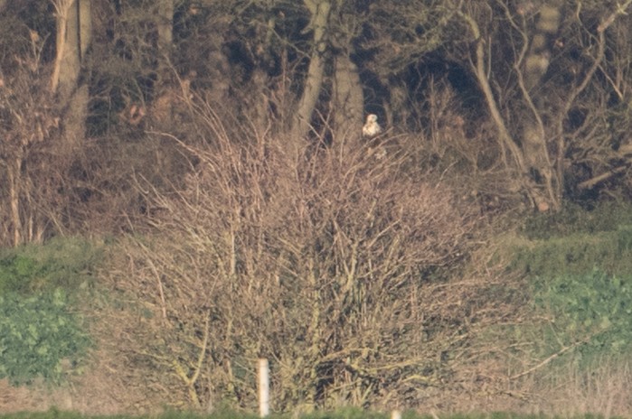 Rough-legged Buzzard