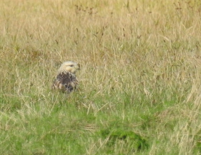Rough-legged Buzzard