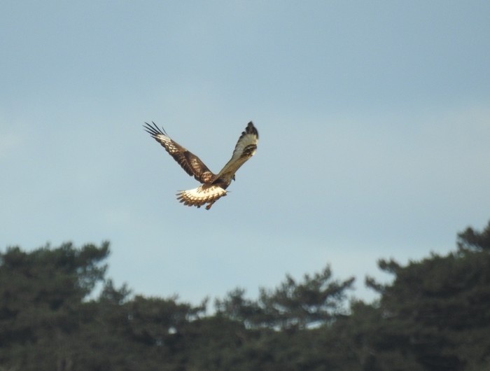 Rough-legged Buzzard
