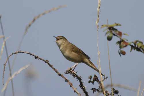 Grasshopper Warbler