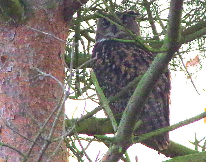 Eagle Owl