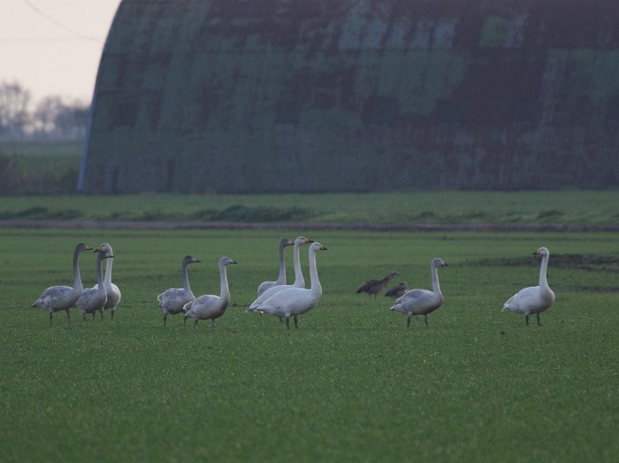 Whooper Swan