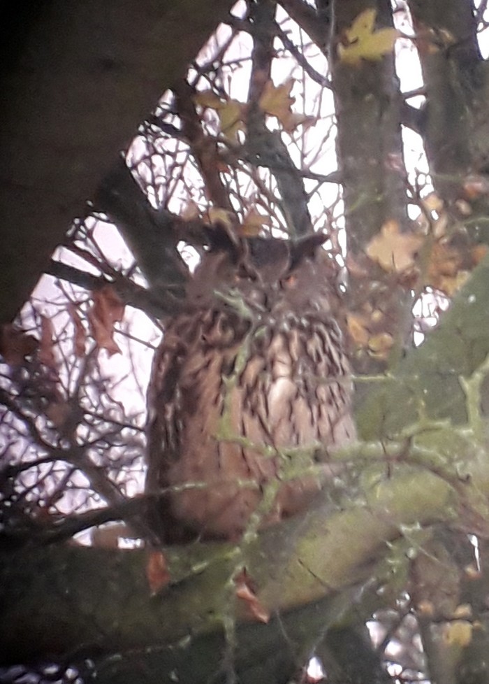Eagle Owl