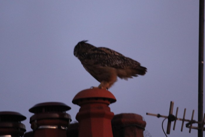 Eagle Owl