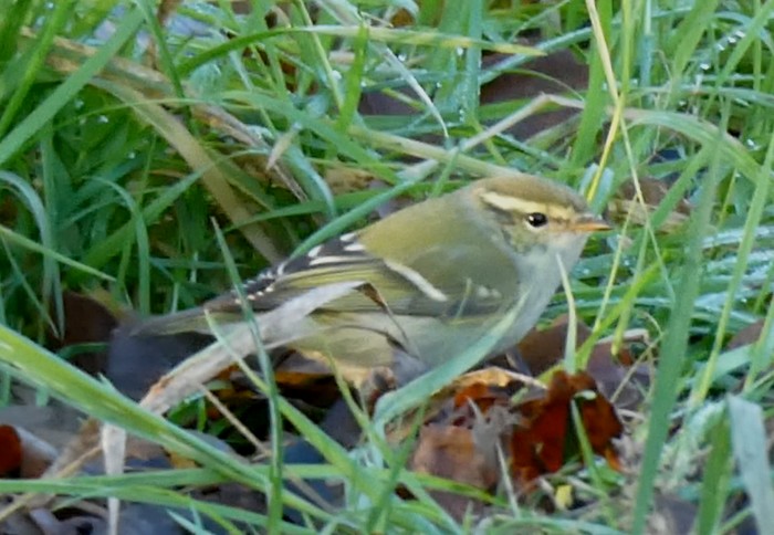 Yellow-browed Warbler