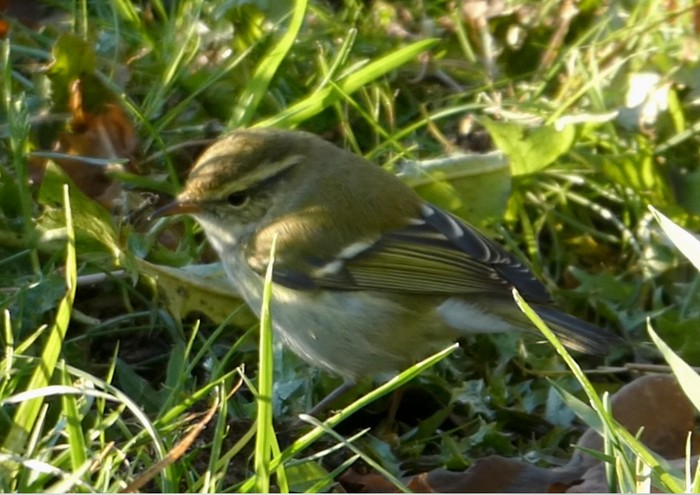 Yellow-browed Warbler