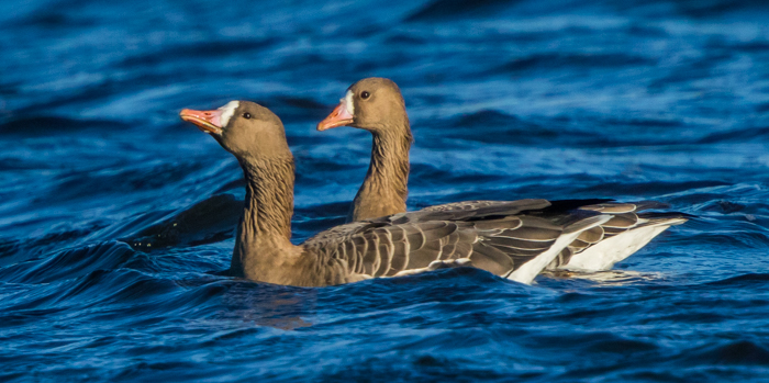 Russian White-fronted Goose