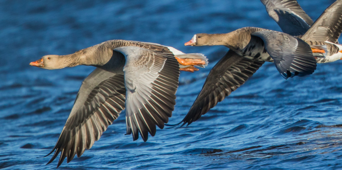 Russian White-fronted Goose