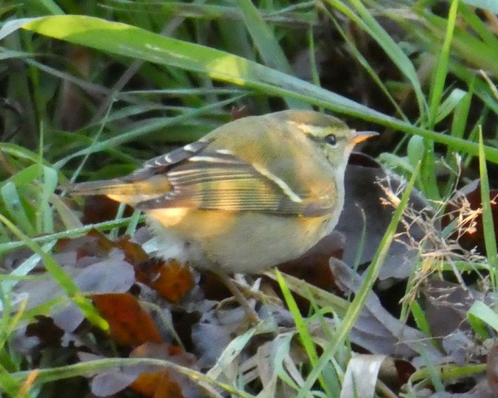 Yellow-browed Warbler