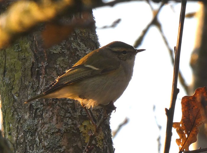 Yellow-browed Warbler
