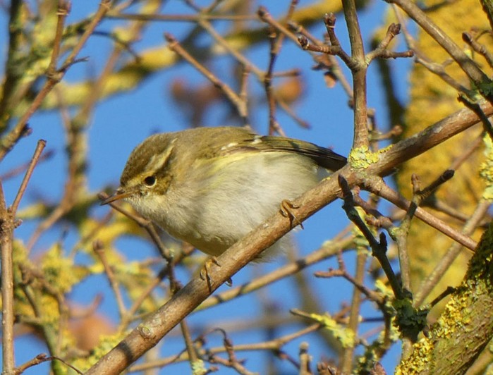Yellow-browed Warbler