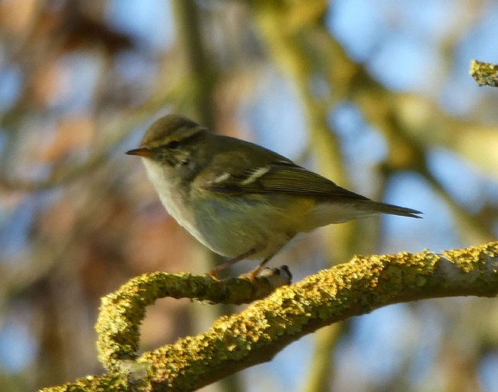 Yellow-browed Warbler