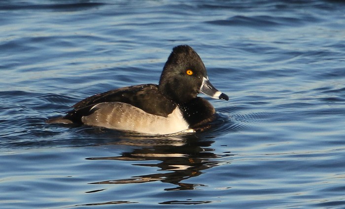 Ring-necked Duck