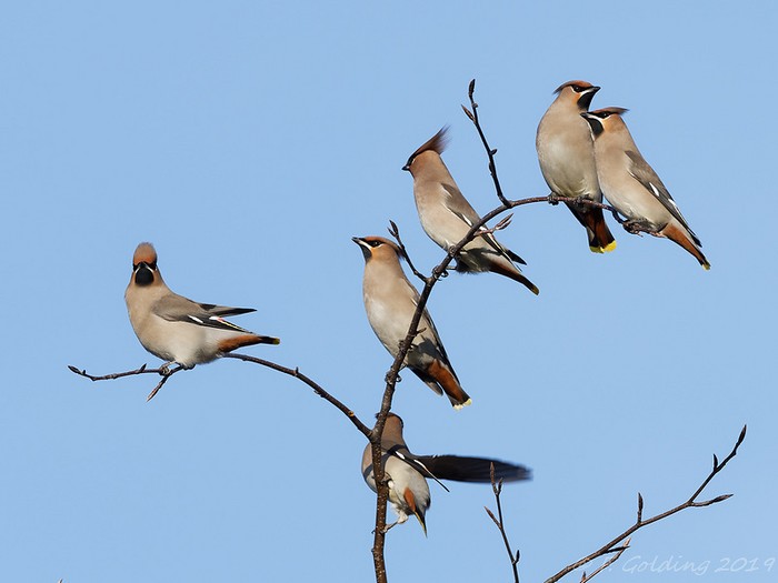 Waxwing