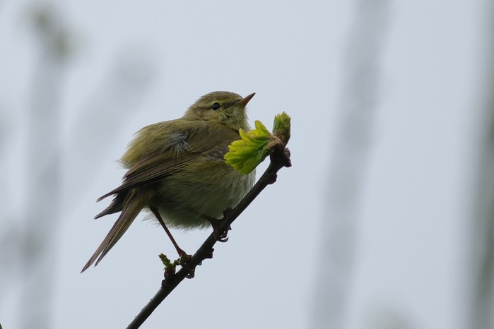 Iberian Chiffchaff