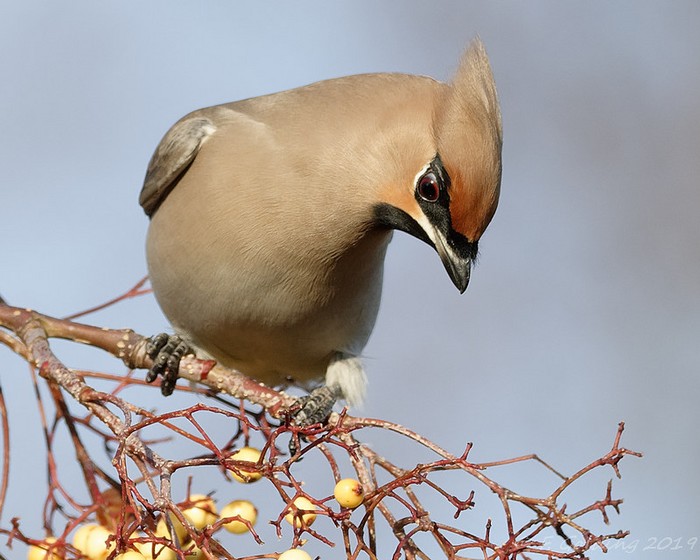Waxwing